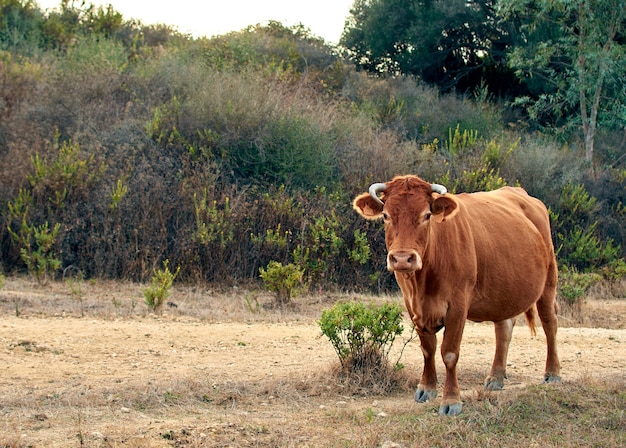 Free photo beautiful shot of a brown cow in the field