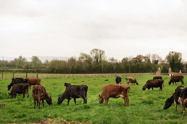 Free photo cows grazing in nature